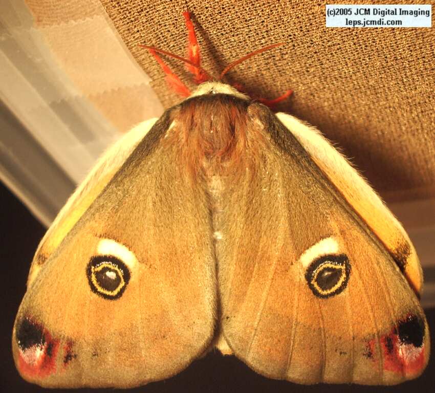 Saturnia mendocino (Mendocino Silk Moth) photos and rearing documentary JCMDI.COM