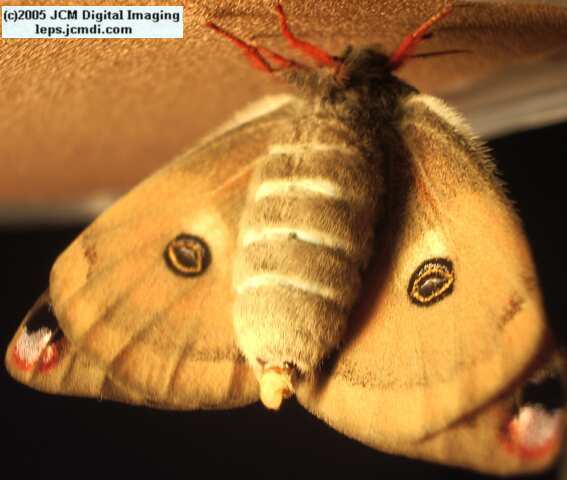 Saturnia mendocino (Mendocino Silk Moth) photos and rearing documentary JCMDI.COM