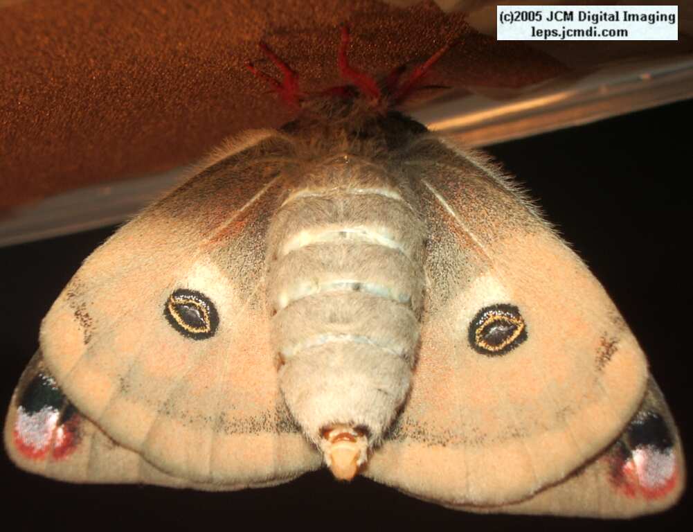 Saturnia mendocino (Mendocino Silk Moth) photos and rearing documentary JCMDI.COM