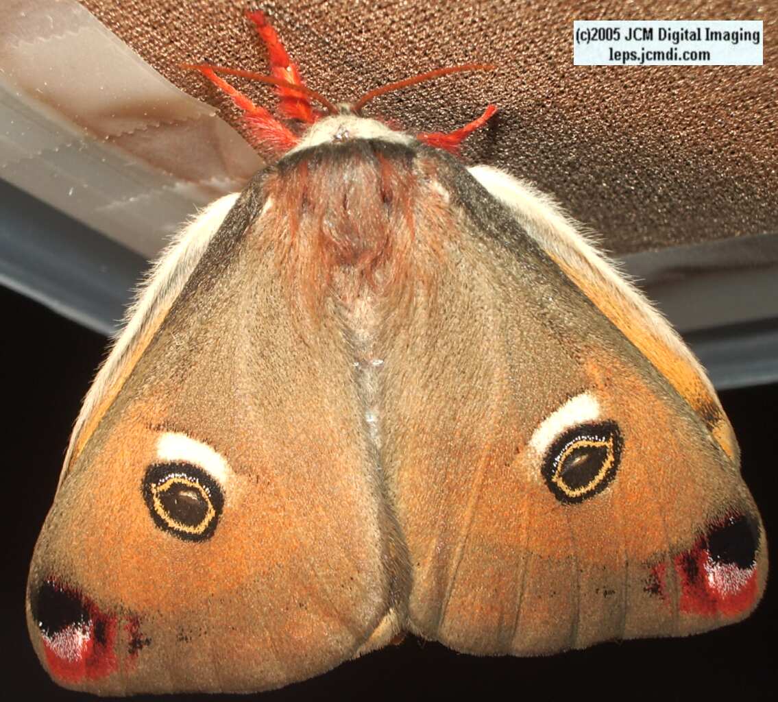 Saturnia mendocino (Mendocino Silk Moth) photos and rearing documentary JCMDI.COM