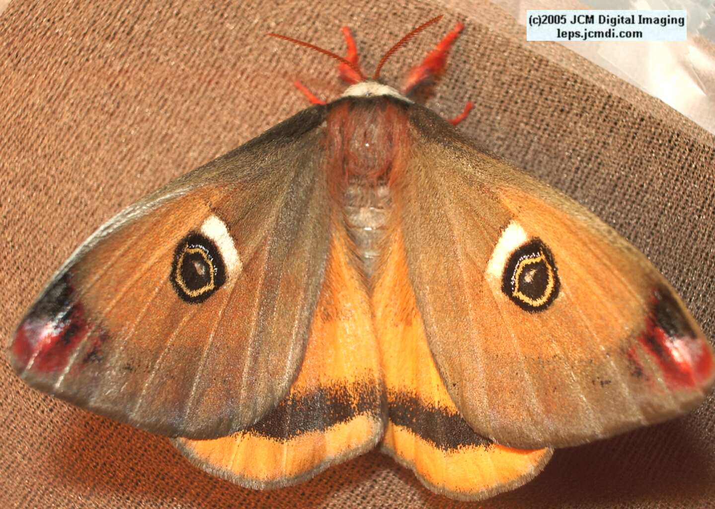 Saturnia mendocino (Mendocino Silk Moth) photos and rearing documentary JCMDI.COM