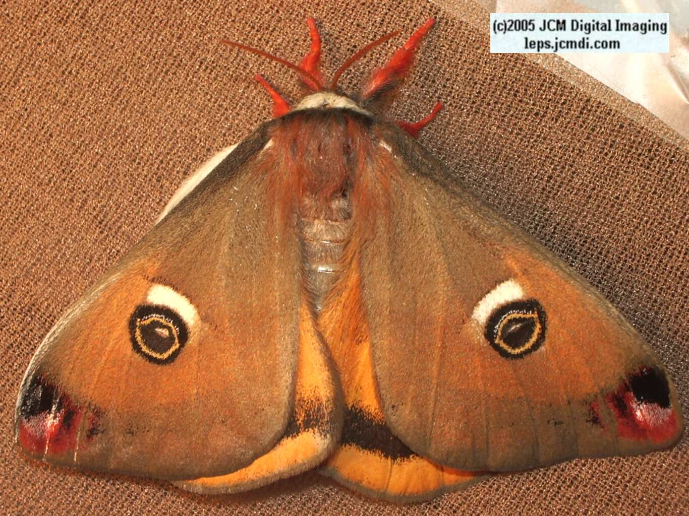 Saturnia mendocino (Mendocino Silk Moth) photos and rearing documentary JCMDI.COM