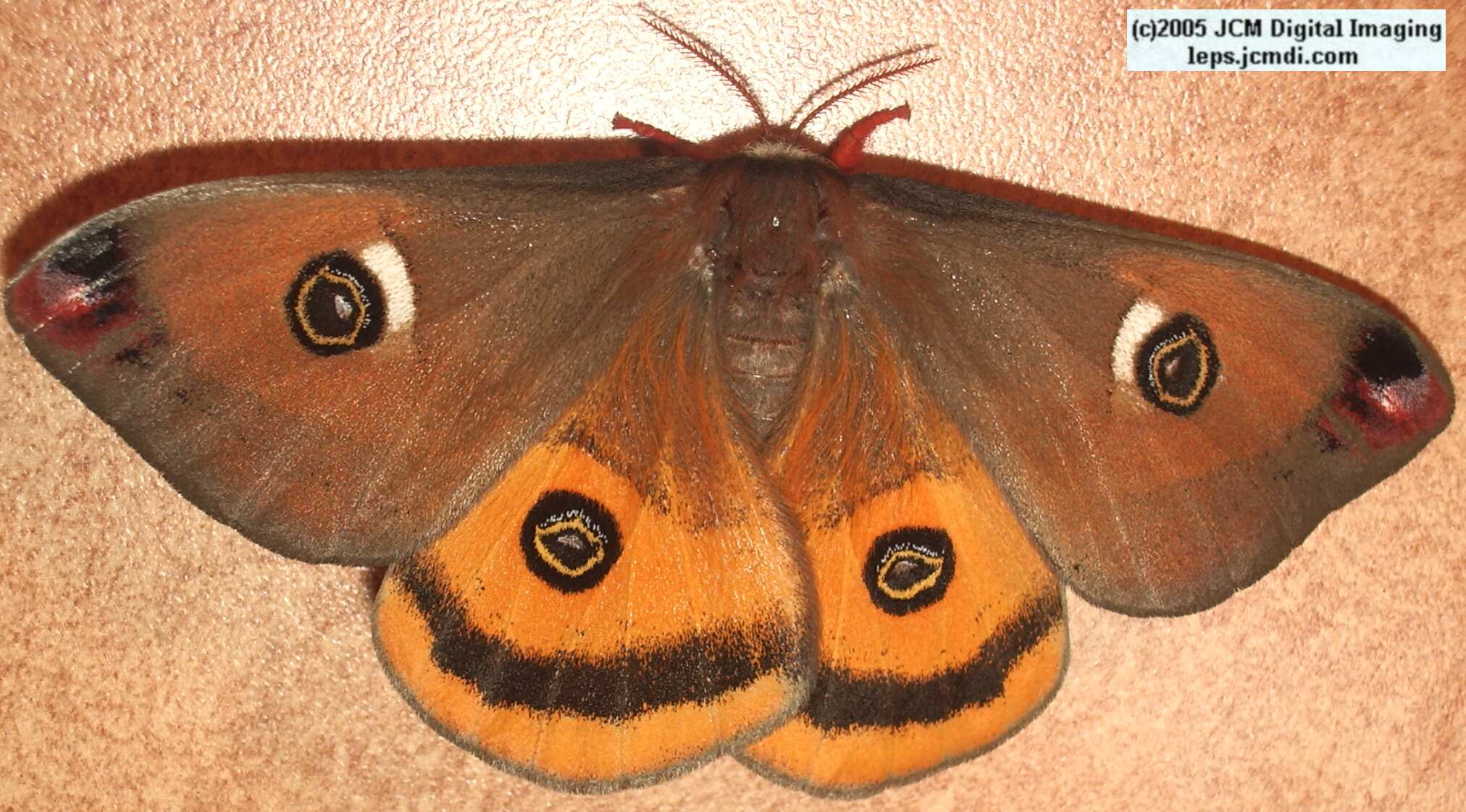 Saturnia mendocino (Mendocino Silk Moth) photos and rearing documentary JCMDI.COM