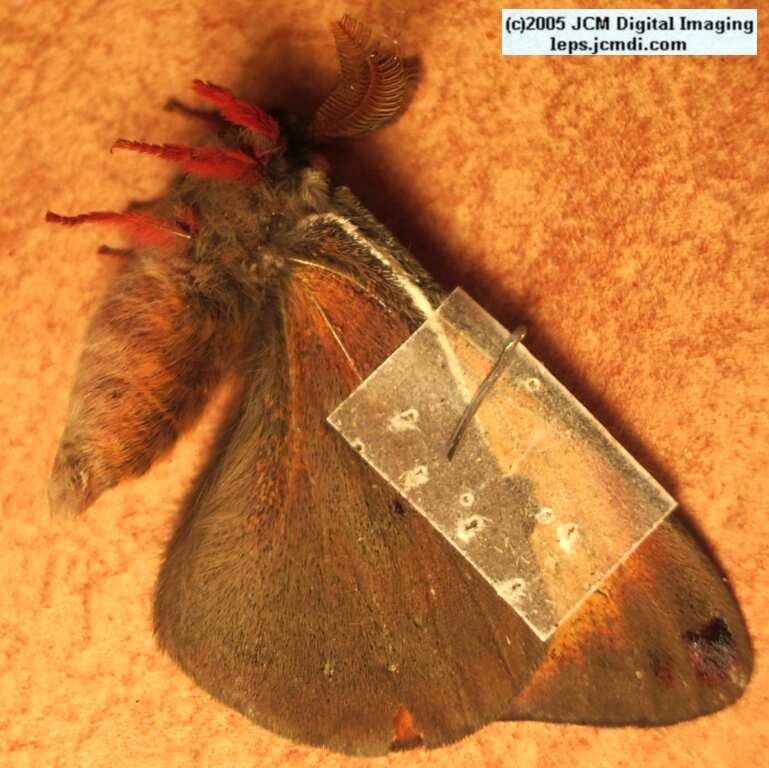 Saturnia mendocino (Mendocino Silk Moth) photos and rearing documentary JCMDI.COM