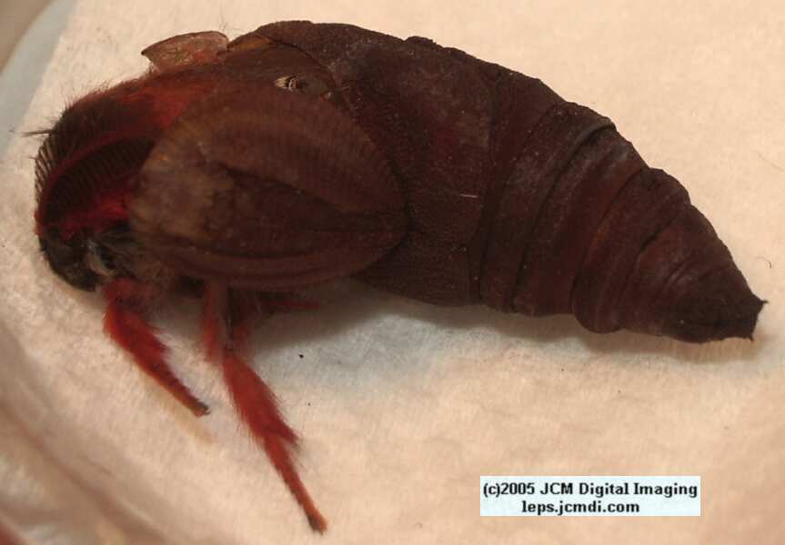 Saturnia mendocino (Mendocino Silk Moth) photos and rearing documentary JCMDI.COM