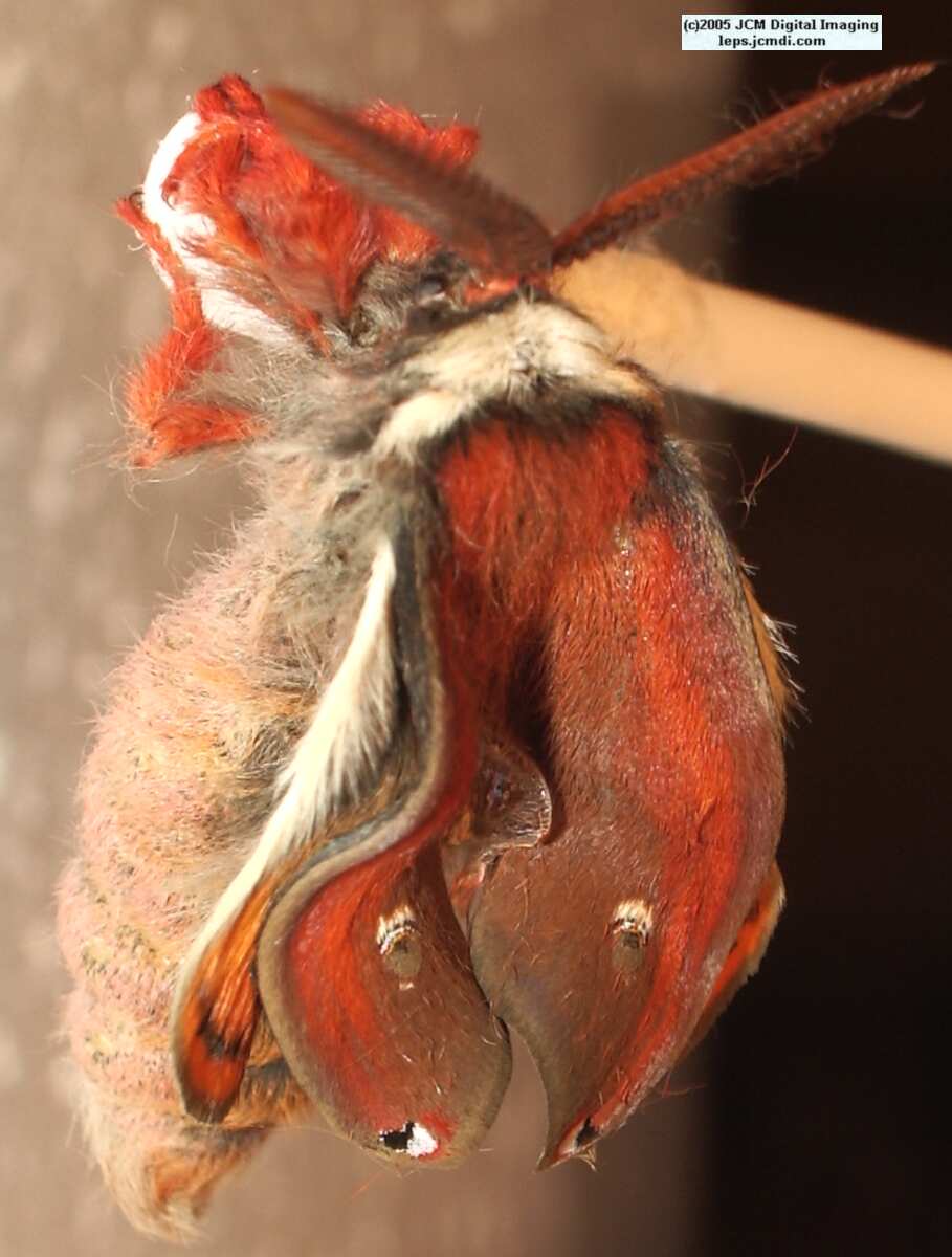Saturnia mendocino (Mendocino Silk Moth) photos and rearing documentary JCMDI.COM