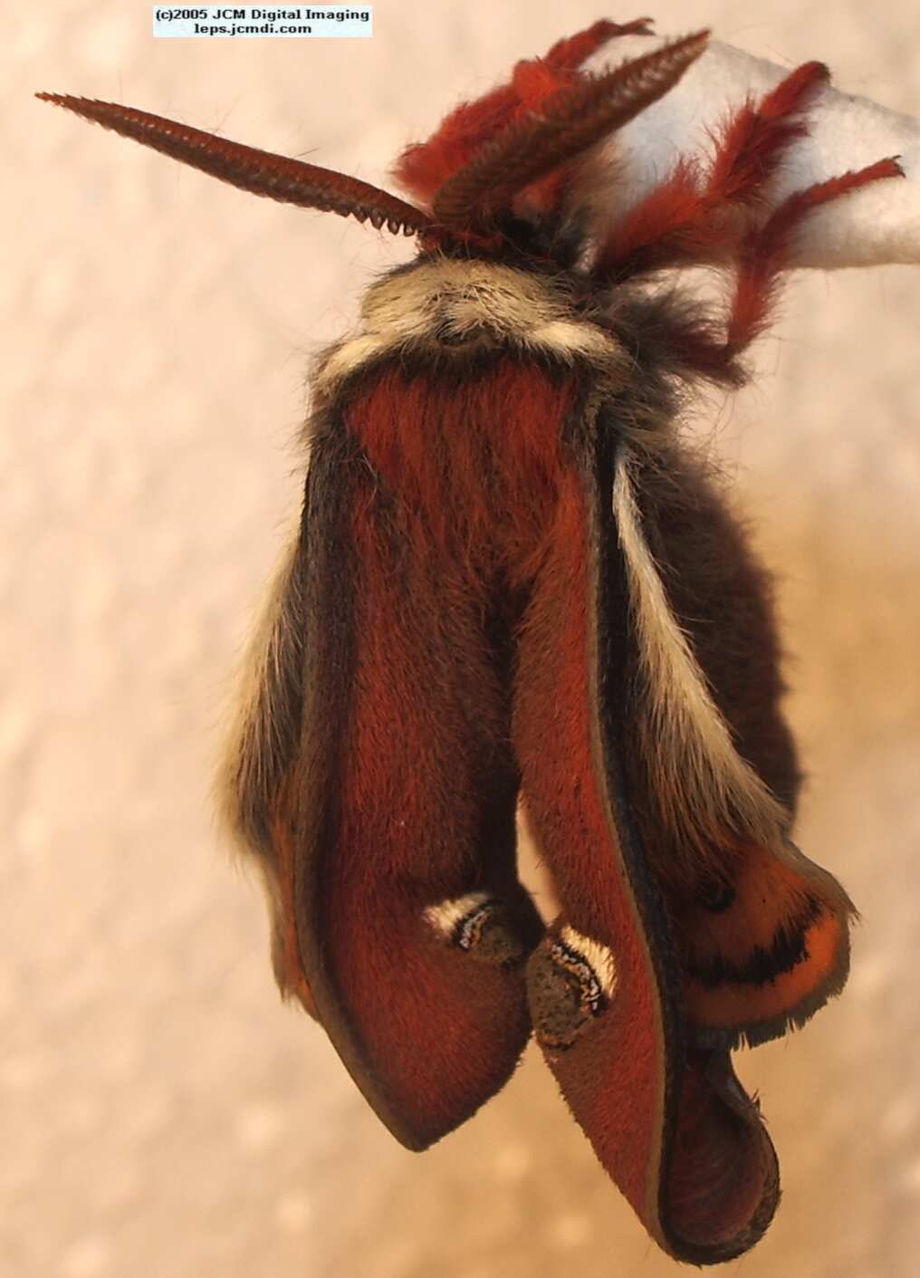 Saturnia mendocino (Mendocino Silk Moth) photos and rearing documentary JCMDI.COM