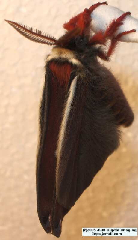 Saturnia mendocino (Mendocino Silk Moth) photos and rearing documentary JCMDI.COM