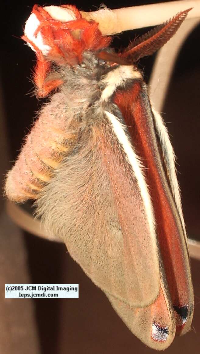 Saturnia mendocino (Mendocino Silk Moth) photos and rearing documentary JCMDI.COM