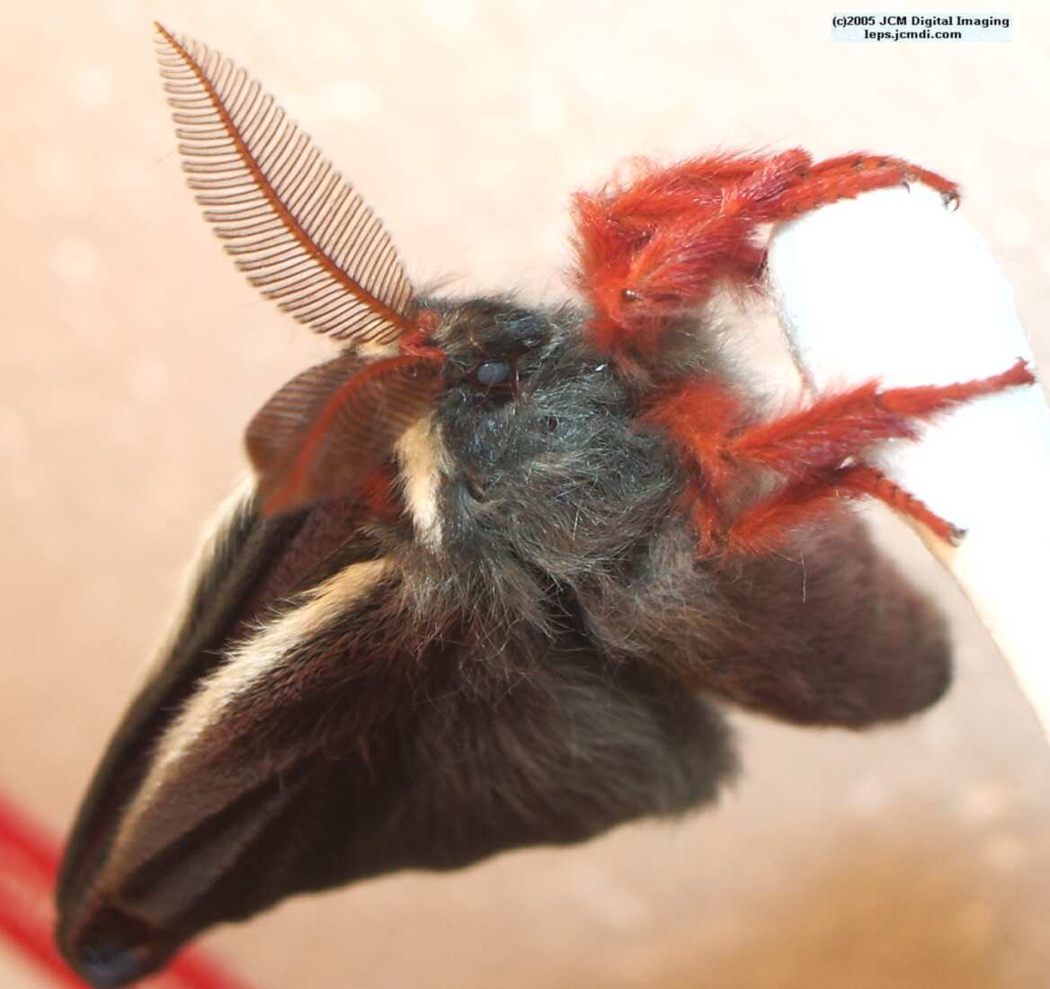 Saturnia mendocino (Mendocino Silk Moth) photos and rearing documentary JCMDI.COM