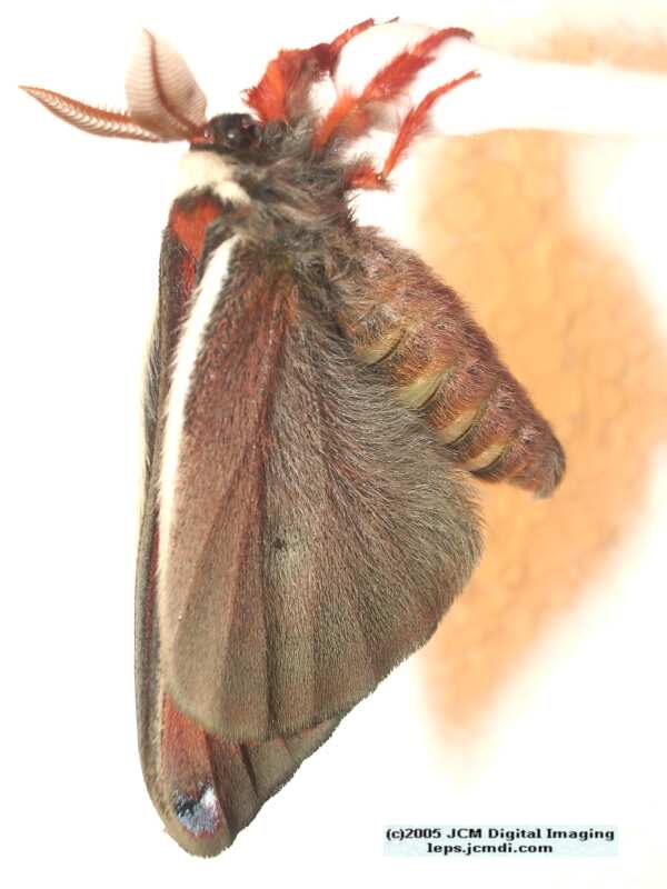 Saturnia mendocino (Mendocino Silk Moth) photos and rearing documentary JCMDI.COM