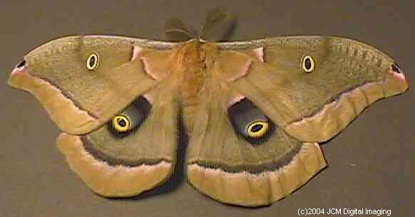 Antheraea Polyphemus (Polyphemus Silk Moth) images, rearing, larvae, pupae, cocoons, and documentary