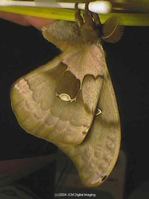 Antheraea Polyphemus (Polyphemus Silk Moth) images, rearing, larvae, pupae, cocoons, and documentary