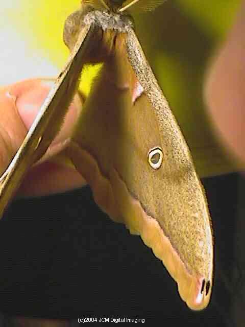 Antheraea Polyphemus (Polyphemus Silk Moth) images, rearing, larvae, pupae, cocoons, and documentary