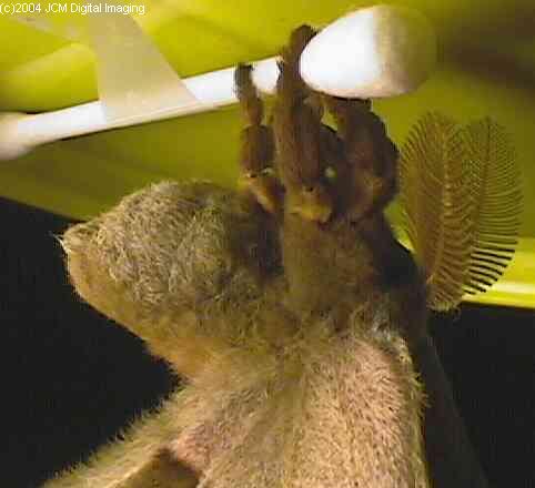 Antheraea Polyphemus (Polyphemus Silk Moth) images, rearing, larvae, pupae, cocoons, and documentary