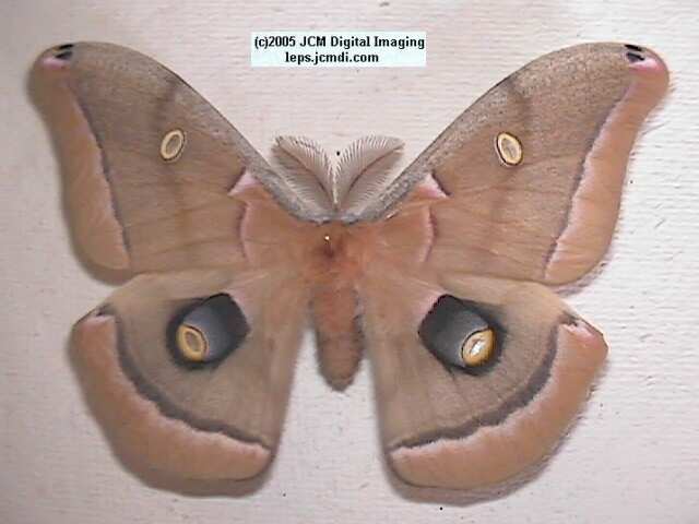 Antheraea Polyphemus (Polyphemus Silk Moth) images, rearing, larvae, pupae, cocoons, and documentary