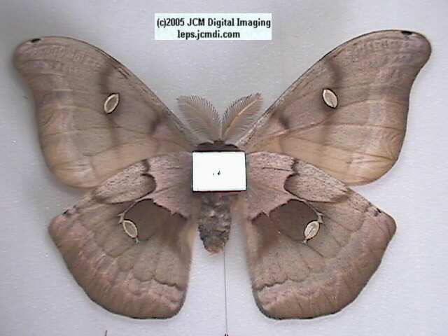 Antheraea Polyphemus (Polyphemus Silk Moth) images, rearing, larvae, pupae, cocoons, and documentary