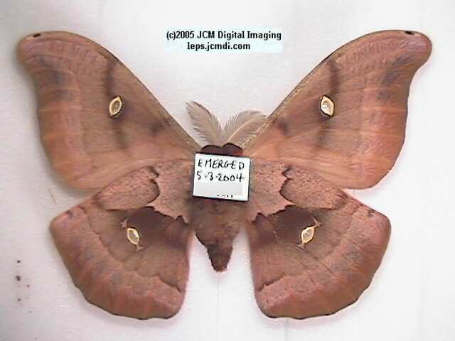 Antheraea Polyphemus (Polyphemus Silk Moth) images, rearing, larvae, pupae, cocoons, and documentary