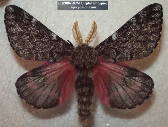 Coloradia velda (Velda Pine Moth) photos and rearing documentary JCMDI.COM