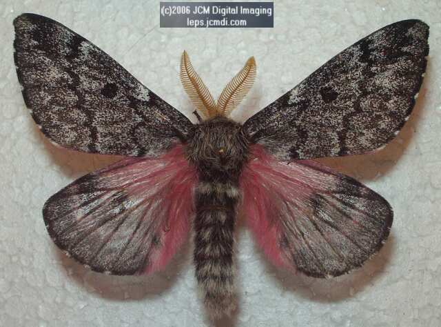 Coloradia velda (Velda Pine Moth) photos and rearing documentary JCMDI.COM