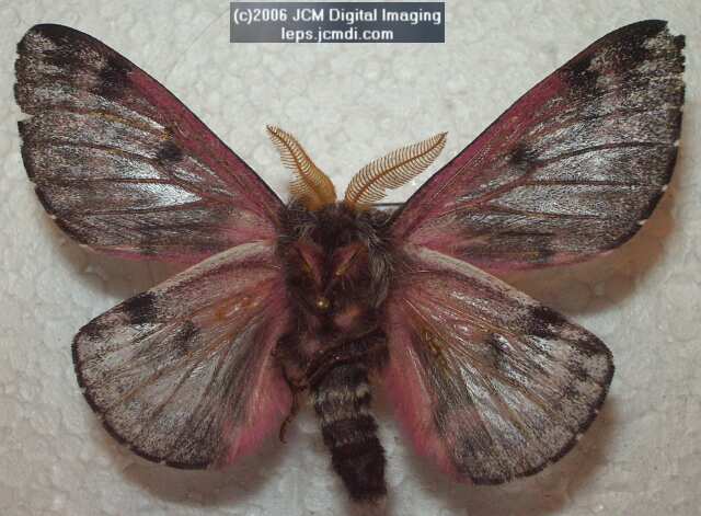 Coloradia velda (Velda Pine Moth) photos and rearing documentary JCMDI.COM