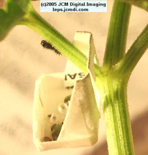 Egg Trays for rearing lepidoptera JCMDI.COM