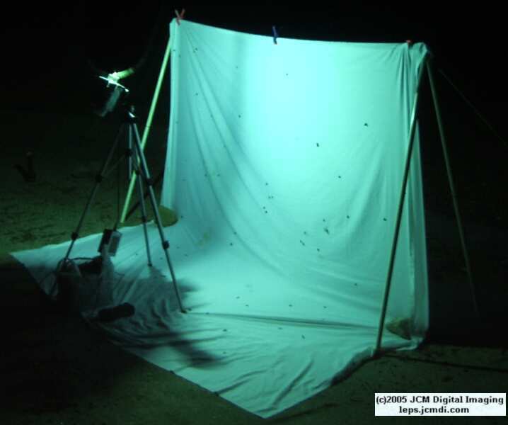 Portable and compact night flying insect collecting sheet rig documentary JCMDI.COM