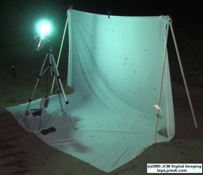 Portable and compact night flying insect collecting sheet rig documentary JCMDI.COM
