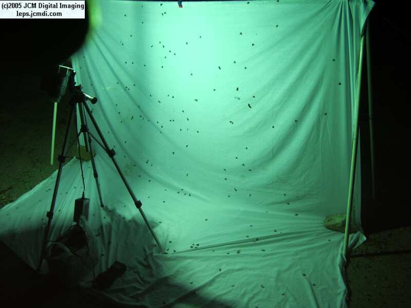 Portable and compact night flying insect collecting sheet rig documentary JCMDI.COM