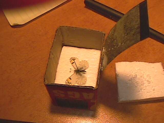 Tips and tricks shipping mounted butterfly and moth specimens through the mail
