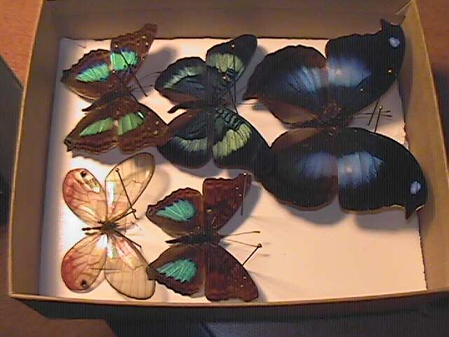 Tips and tricks shipping mounted butterfly and moth specimens through the mail