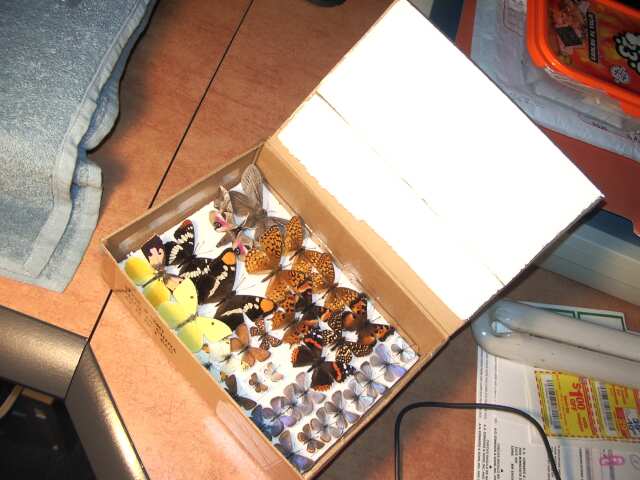 Tips and tricks shipping mounted butterfly and moth specimens through the mail