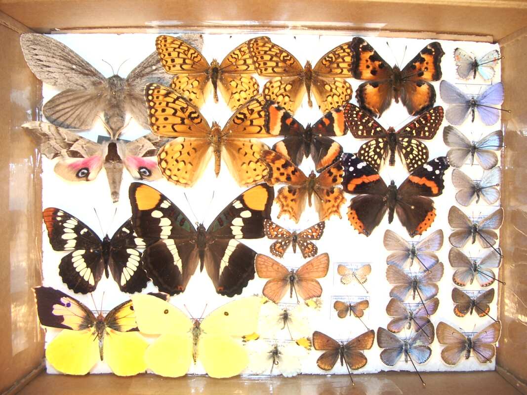 Tips and tricks shipping mounted butterfly and moth specimens through the mail